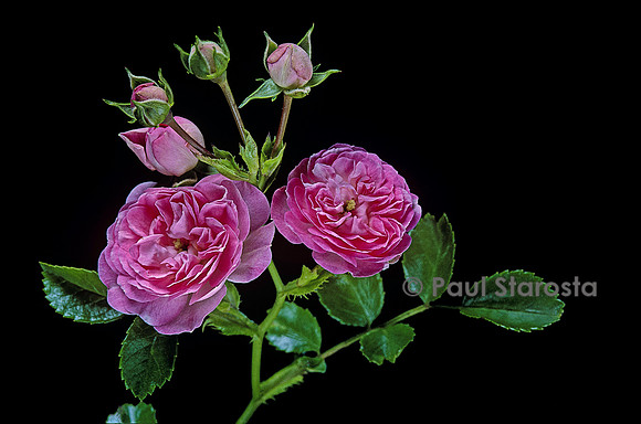 Rosa multiflora ‘Jean Girin’
