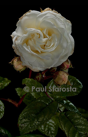 Rosa multiflora ‘Madeleine Selzer’
