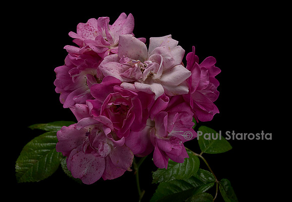 Rosa multiflora ‘Mrs. F.W. Flight’