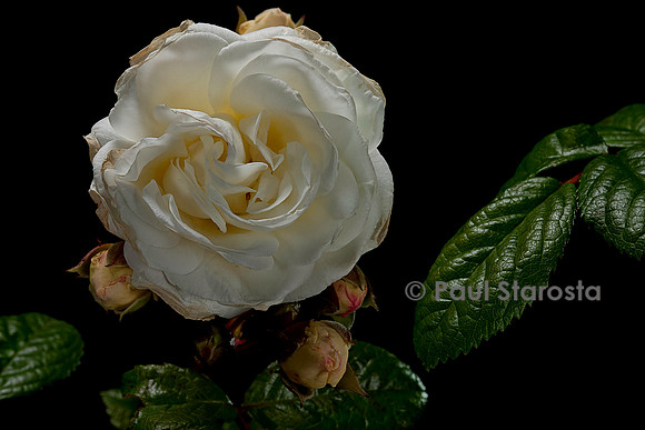 Rosa multiflora ‘Madeleine Selzer’
