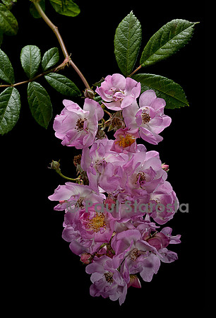 Rosa multiflora ‘Euphrosine’