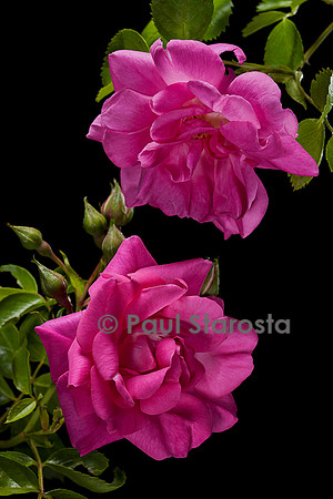 Rosa multiflora ‘Pozdrav Prohunice’