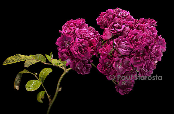 Rosa multiflora ‘Non Plus Ultra’