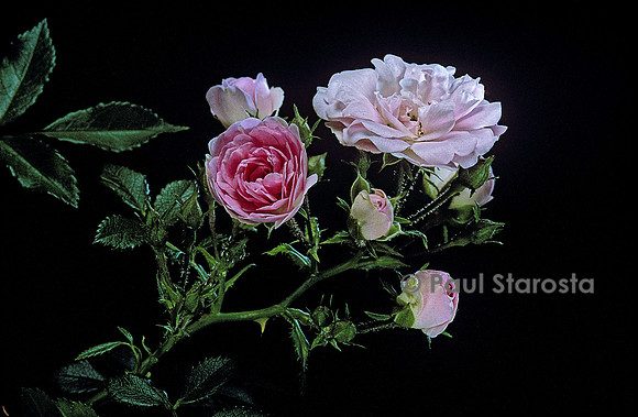 Rosa multiflora ‘Laure Davoust’