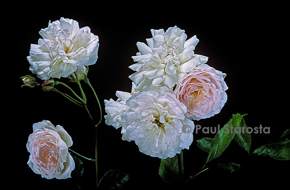 Rosa multiflora ‘Marie-Jeanne’