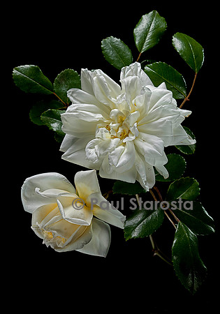 Rosa X wichuraiana 'Albéric Barbier'