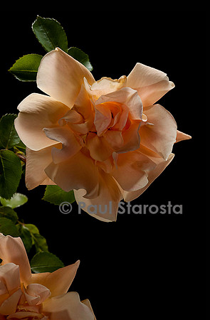 Rosa wichuraiana ‘Orange Everglow’