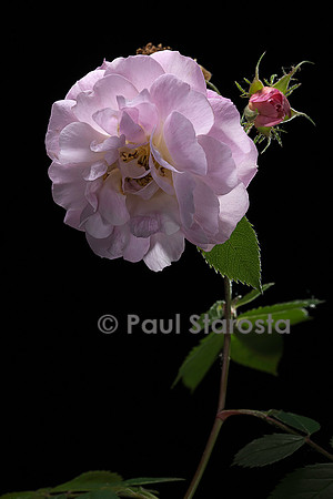 Rosa wichuraiana ‘El Areana’
