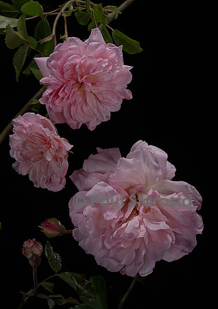 Rosa wichuraiana ‘François Juranville’