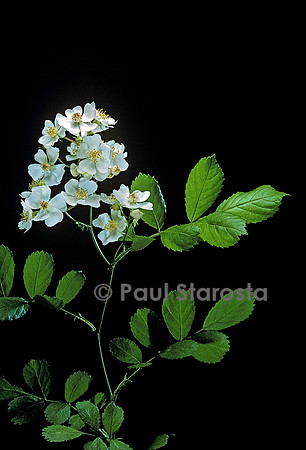 Rosa multiflora inermis