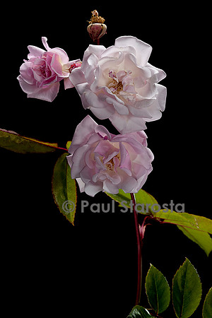 Rosa multiflora 'Hélène Granger'