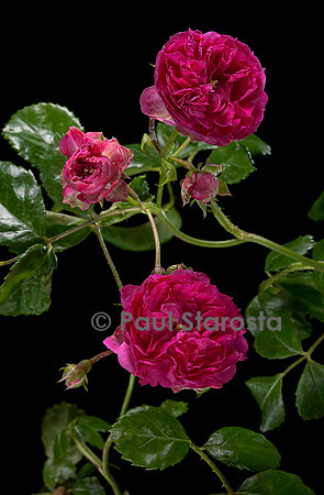 Rosa wichuraiana ‘Madame Casimir Moulé’