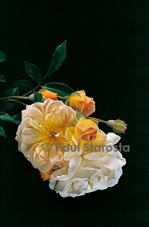 Rosa multiflora ‘Ghislaine de Féligonde’