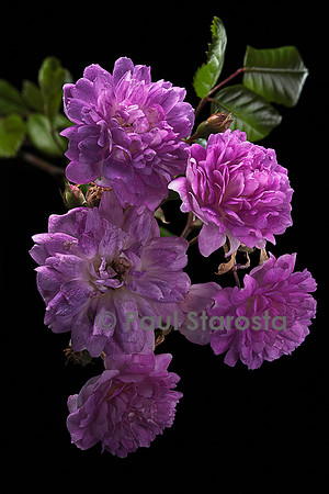Rosa multiflora ‘Violette’