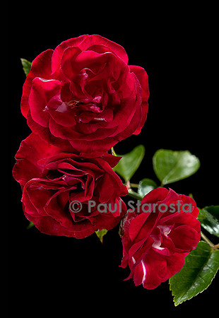 Rosa wichuraiana ‘Coronation’