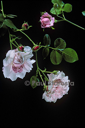 Rosa X wichuraiana ‘May Queen’