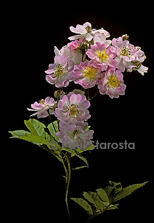 Rosa multiflora ‘Euphrosine’