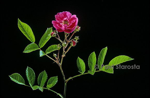 Rosa multiflora ‘Gruss von Tannenhof’