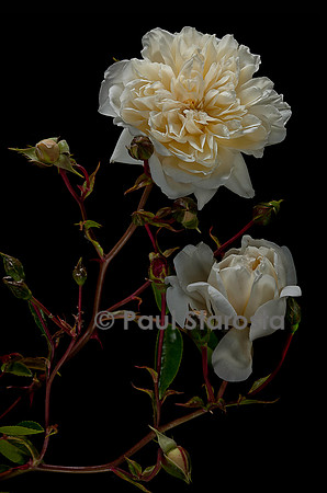 Rosa wichuraiana ‘François Foucard’