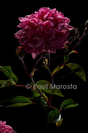 Rosa wichuraiana ‘Paul Transon’