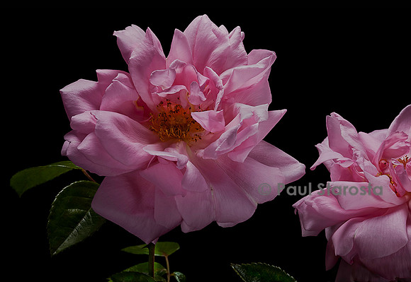 Rosa wichuraiana ‘Alida Lovet’