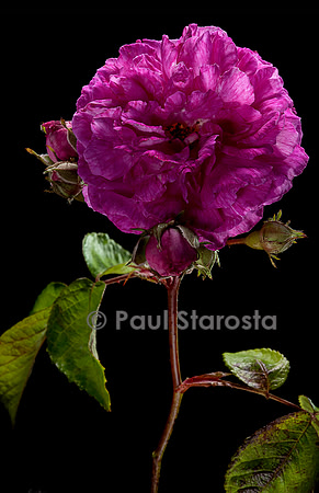Rosa multiflora 'Seven Sisters'
