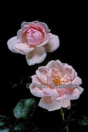 Rosa X wichuraiana ‘New Dawn’