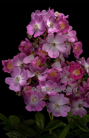 Rosa multiflora ‘Gruss an Breinegg’