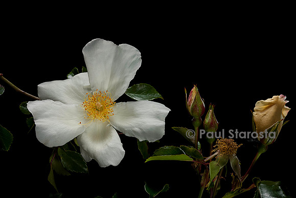 Rosa X wichuraiana ‘Jersey Beauty’