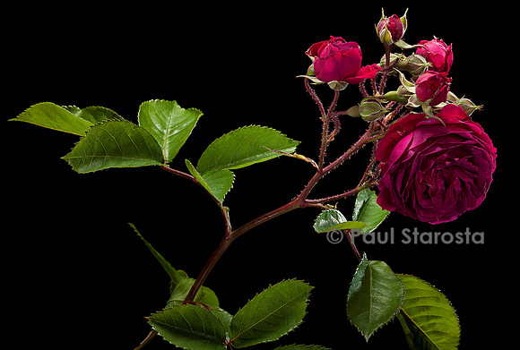 Rosa multiflora ‘Geschwinds Schönste’