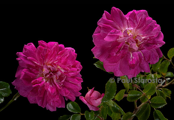 Rosa wichuraiana ‘Alexandre Girault’