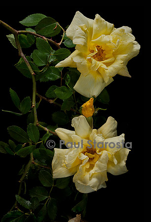Rosa wichuraiana ‘Easlea's Golden Rambler’