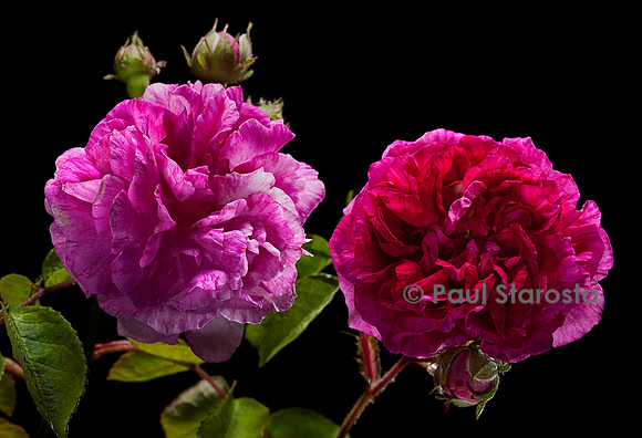 Rosa multiflora 'Seven Sisters'