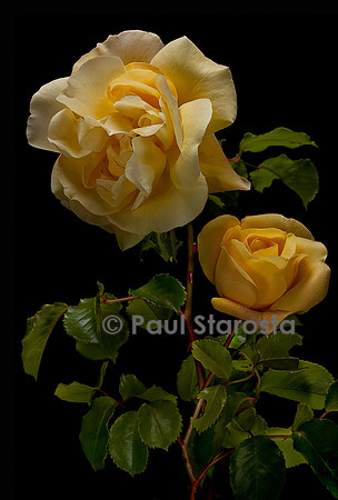 Rosa wichuraiana ‘Golden climber’