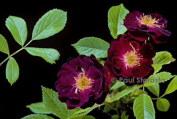 Rosa multiflora ‘Violette’