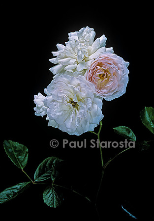 Rosa multiflora ‘Marie-Jeanne’