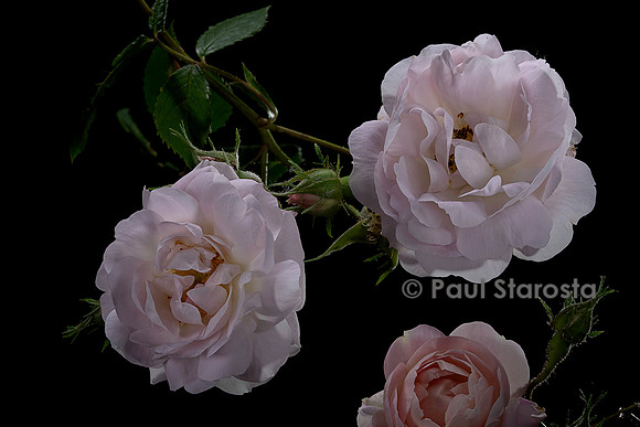 Rosa wichuraiana ‘El Areana’