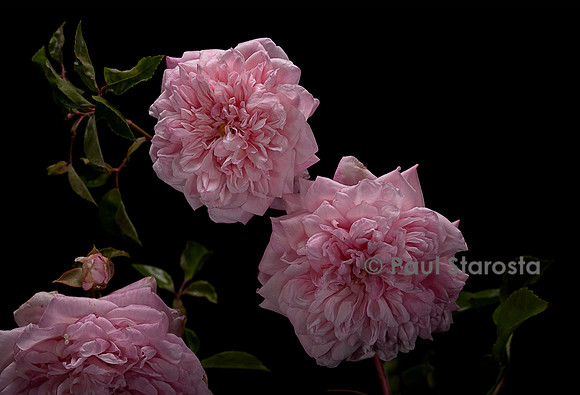 Rosa wichuraiana ‘Paul Noël’