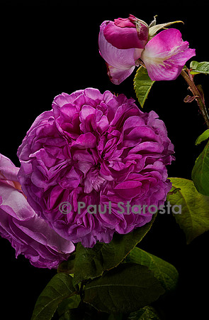 Rosa multiflora ‘Olivet’