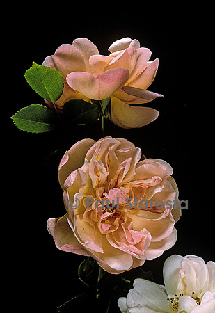 Rosa wichuraiana ‘Léontine Gervais’