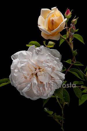 Rosa wichuraiana ‘Auguste Gervais’