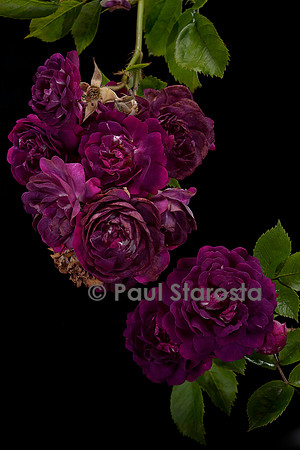 Rosa multiflora ‘Bleu Magenta’