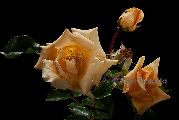 Rosa vwichurana ‘Émily Gray’