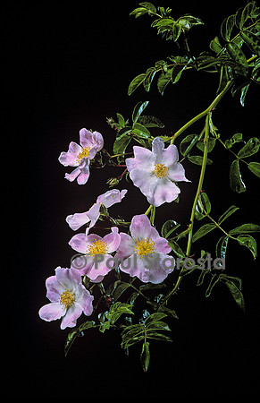 Rosa X wichuraiana ‘Evangéline’