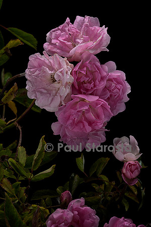 Rosa multiflora ‘Frau Lina Strassheim’