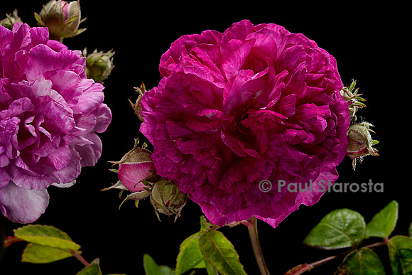 Rosa multiflora 'Seven Sisters'