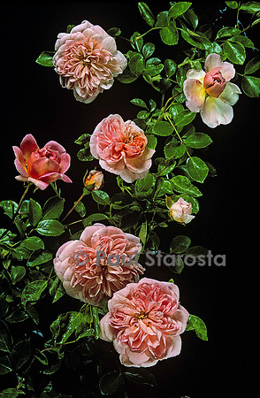 Rosa wichuraiana ‘Paul Transon’