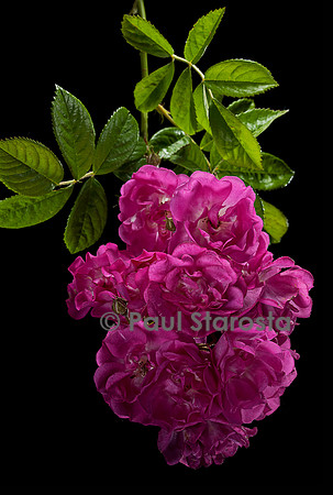 Rosa multiflora ‘Bordeaux’