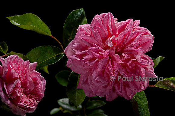 Rosa wichuraiana ‘Paul Transon’