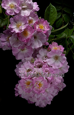 Rosa multiflora ‘Jubilée Loubert’
